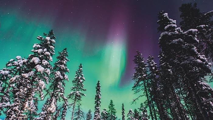 Looking up at the Northern Lights through snow-dusted trees, Norway